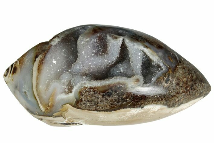 Fossil Gastropod With Sparkly Quartz - India #225645